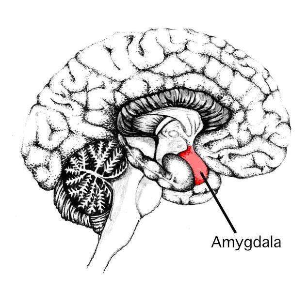 Basi neurobiologiche delle emozioni Informazione Talamo Amigdala Lobi frontali Sistema Nervoso Autonomo (responsabile del delle funzioni vegetative e involontarie) Sistema Nervoso