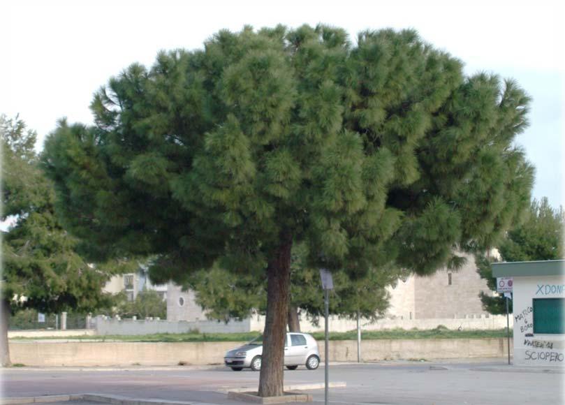 Pinus