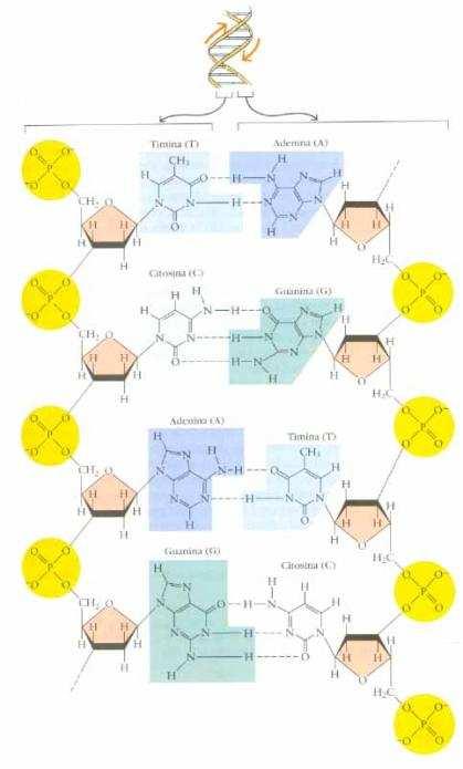 2 I monomeri sono uniti tra loro attraverso il fosfato che collega due anelli zuccherini. Così si forma un filamento di nucleotidi.