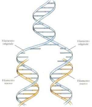 Infatti durante la replicazione del DNA, la spirale a doppio filamento si apre e l'enzima DNA polimerasi forma due spirali utilizzando "lo stampo" fornito dai filamenti non appaiati.
