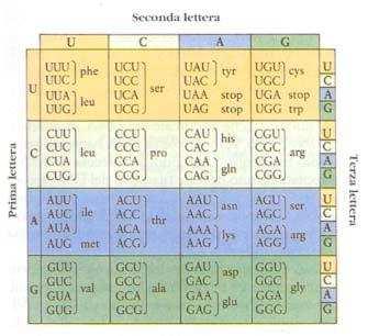 5 Il codice genetico Il codice genetico è quella tavola di corrispondenze che codifica gli amminoacidi delle proteine a partire dai nucleotidi della sequenza genetica. Osservate lo schema.