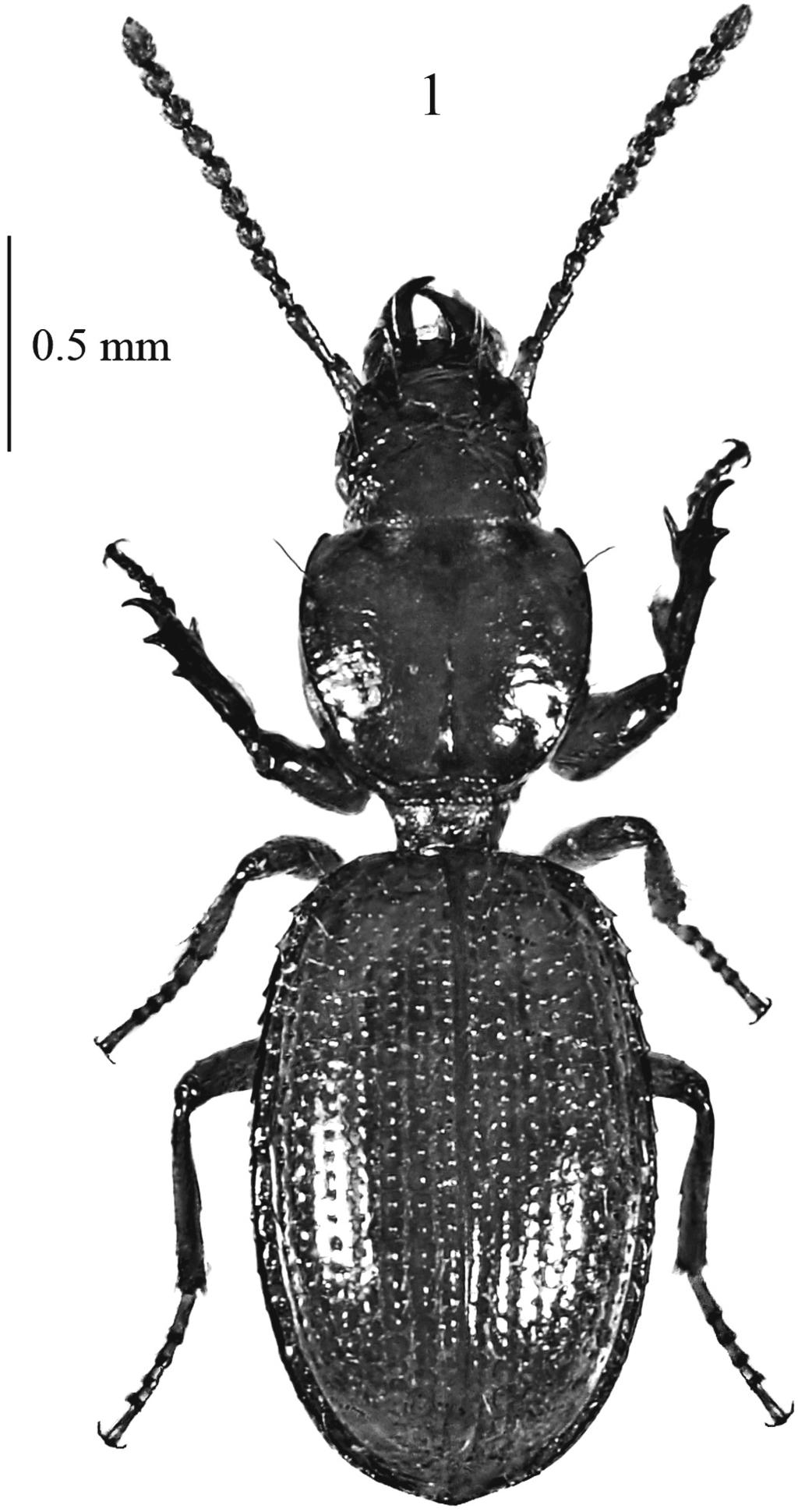 74 MAGRINI & FANCELLO Fig. 1: Typhloreicheia sebera n. sp. (holotipus m): habitus. te. Articolo distale dei palpi mascellari allungato, appuntito e pubescente.