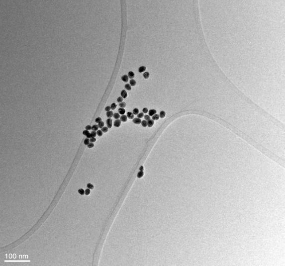 Immagini delle particelle di oro colloidale ottenute tramite Microscopio Elettronico in