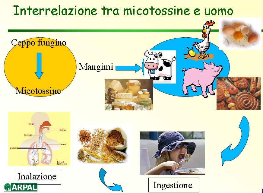 microscopici Effetti dannosi sulla salute dell uomo e degli animali (