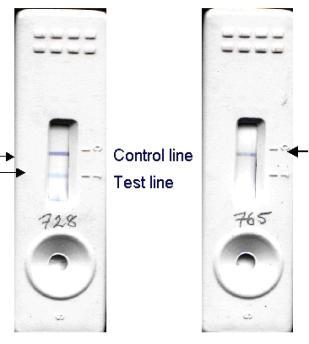 FORMATO COMPETITIVO: Linea di test (T): ocratossina legata a carrier proteico Linea di controllo (C):Anticorpi non specifici che legano il complesso Competizione per l anticorpo specifico tra l
