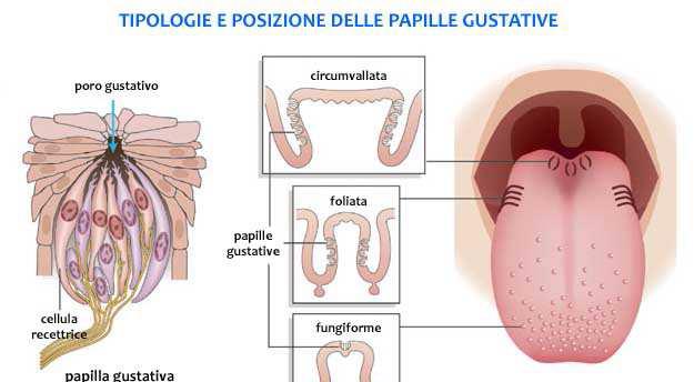 IL GUSTO Il gusto è generato dalle sensazioni che hanno origine nei bottoni gustativi, che sono distribuiti in prevalenza sulla superficie della lingua, ma anche sulla mucosa del palato, sul