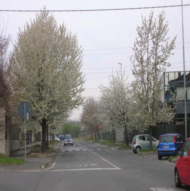 Scheda n 35 Data rilievo 1/04/2008 Via Italia Da via Monterosa a via Dei Sassi Su entrambi i lati Prunus cerasifera - Ciliegio Min.