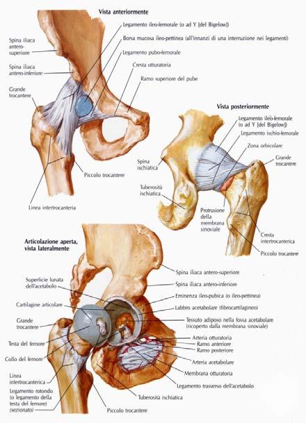 Allenamento per la rotazione del bacino Anatomia Le ossa dell'anca, della coscia, della gamba e del piede costituiscono lo scheletro dell'estremità inferiore.