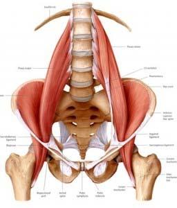 Muscoli motori dell'anca Alla rotazione interna contribuiscono principalmente il grande gluteo, il medio e piccolo gluteo e l'ileopsoas.
