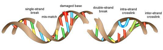 Meccanismo alla base dell ingegneria genetica: Riparazione del DNA Il DNA è una molecola dinamica.