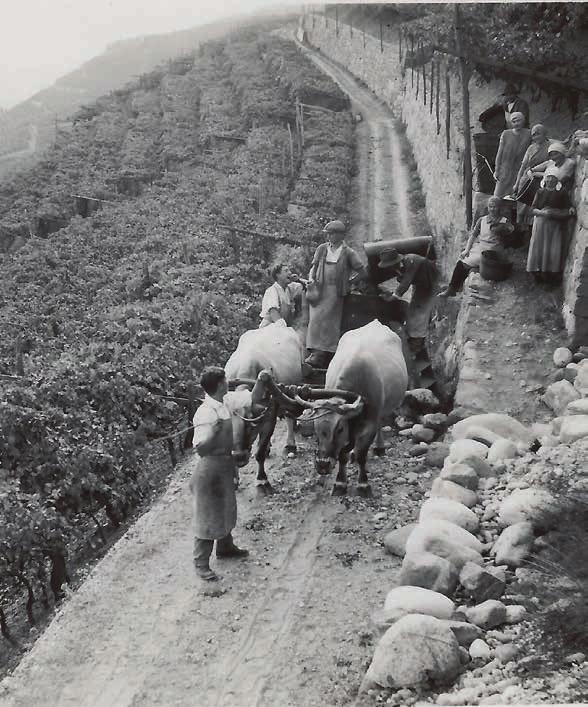 PASSATO E FUTURO Produrre buoni vini è un mestiere, creare grandi vini è un arte!