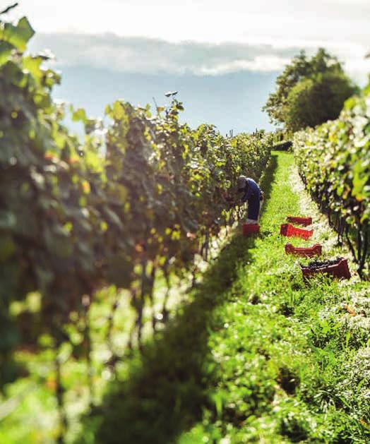 La natura offre i semi, la passione li fa germogliare Rosso o bianco che sia, il vino genuino nasce da una passione dell uomo per la natura.