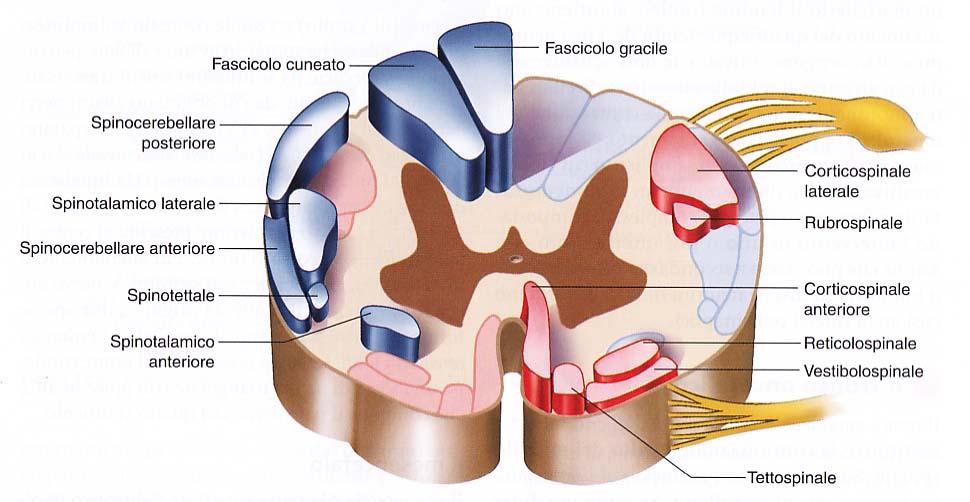 Fasci nervosi Fasci di proiezione ascendenti Sistema del cordone posteriore lemnisco mediale sensibilità tattile discriminativa e propriocettiva cosciente