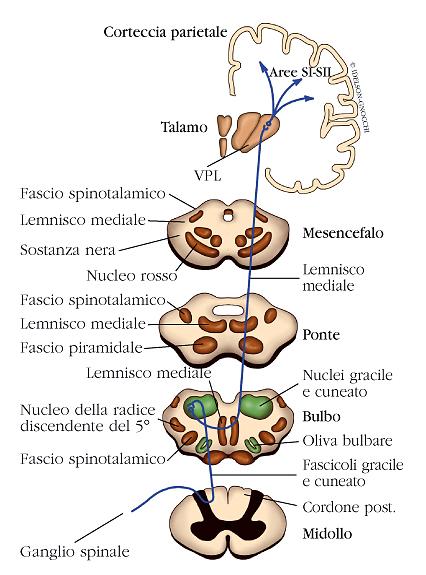 Fasci nervosi Via del cordone posteriore (esempio di via ascendente) Le informazioni viaggiano lungo gli assoni dei neuroni sensitivi (I neurone sensitivo), che raggiungono il SNC tramite le radici
