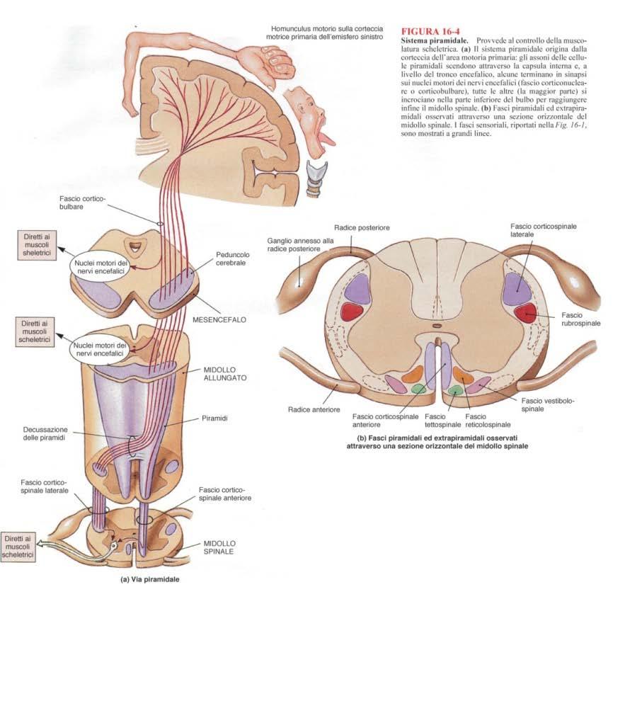 Fasci nervosi Vie motrici (Sistema piramidale) I neuroni corticali, i cui assoni formano questi