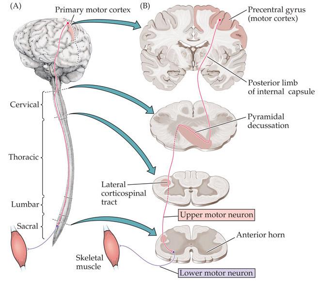 Sistema laterale tratto corticospinale laterale Sistema mediale tratto corticospinale