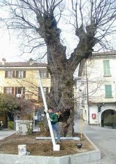 alberi, dei filari e delle