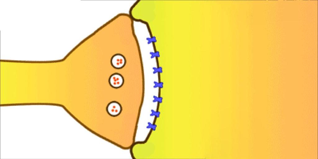 Il neurotrasmettitore attraversa la fessura sinaptica e si fissa alle proteine (recettori)