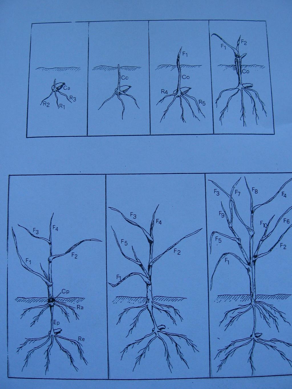 Fasi di sviluppo: germinazione-accestimento Ca=cariosside R1, R2=radici embrionali