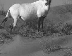 Altri animali da Zoo Arabian Oryx Gemsbok Dal 1986 al 1989.
