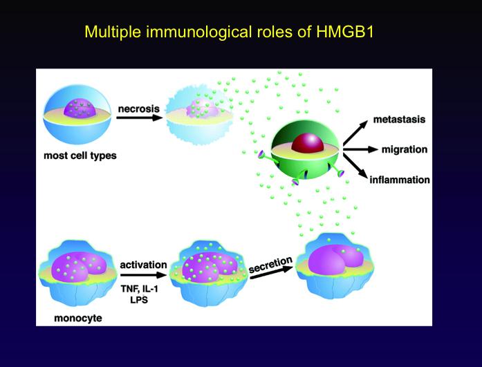 L HMGB1 rilasciato da cellule necrotiche o secreto dai