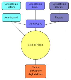 le grosse molecole sono degradate nei loro costituenti principali e poi in intermedi ancora + semplici punto di incontro = Via anfibolica può essere usata nel senso del catabolismo o nel senso