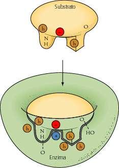 Enzimi: specificità di substrato Complementarità tra sito attivo e