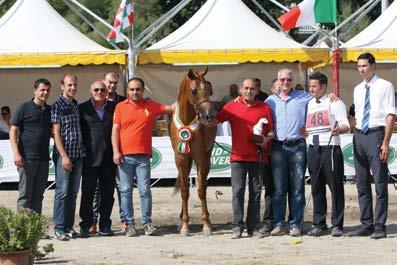 GOLD MEDAL CHAMPION YEARLING MALE TF KALAT PSEQUEL x SOPHIE EL