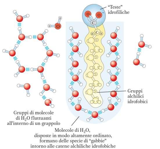 Molecole ANFIPATICHE REGIONI POLARI o CARICHE IDROFILICHE Interagiscono
