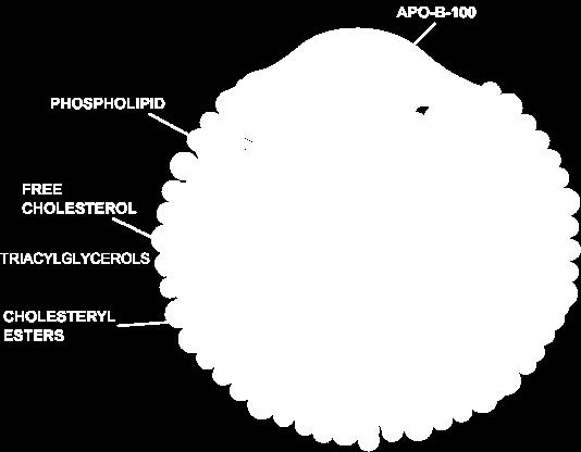 diverse di fosfolipidi, colesterolo, esteri del colesterolo e triacilgliceroli