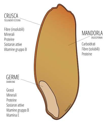 Fonti Vitamina E: Olii vegetali Uova Germe di grano CARENZA VITAMINA E Rara nell uomo (neonati