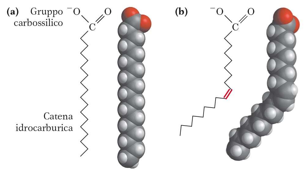 Conformazione Acido stearico