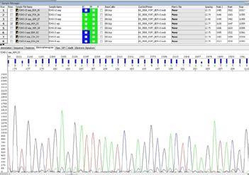 MLST Isolato DNA PCR DATI sequenza Ricerca nel