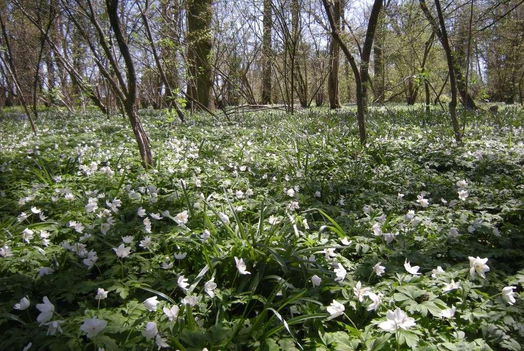 Foreste recenti >35 ha: gestione e restauro