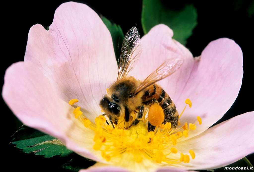 Storia delle foreste di pianura