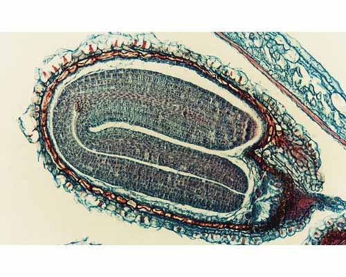 Embrione di Capsella Ipocotile Radichetta