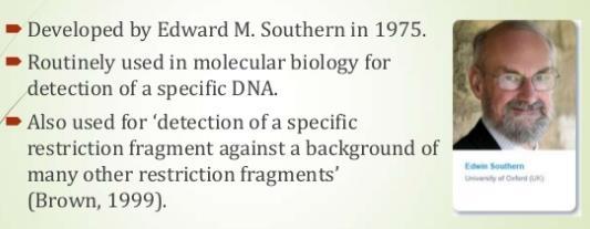 Applicazioni scientifiche Gli enzimi di restrizione possono essere utilizzati per analizzare il DNA genomico mediante la tecnica del Southern blot.