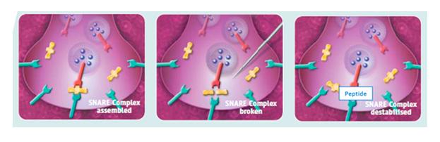Agenti Botulino simili: ARGIRELINE Agiscono sul complesso proteico SNARE, impedendone la