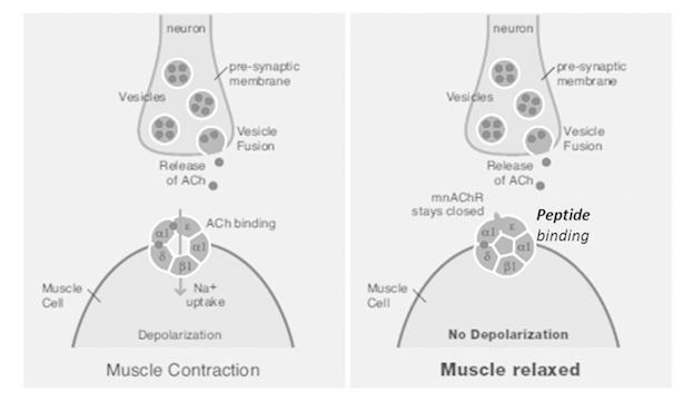 AGENTI BOTULINO SIMILI: SYN -AKE Bloccano i recettori mnachr, in questo modo si blocca la contrazione muscolare. Il muscolo rimane rilassato.