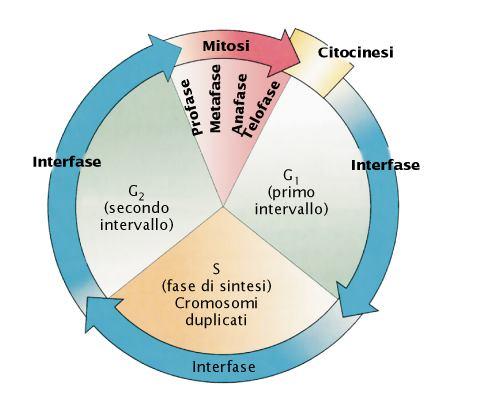 Quando le cellule raggiungono una certa dimensione devono arrestare l accrescimento o dividersi. La divisione cellulare eucariotica coinvolge due principali processi la mitosi e la citocinesi.