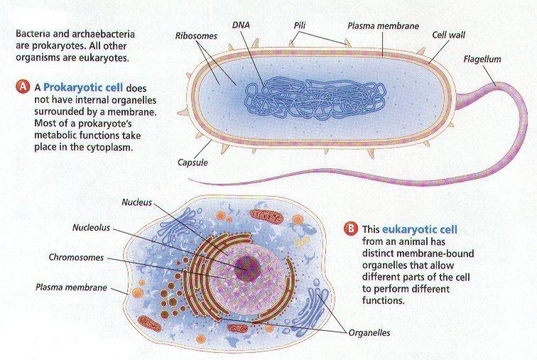 Informazioni per costruire un individuo cioè materiale genetico DNA