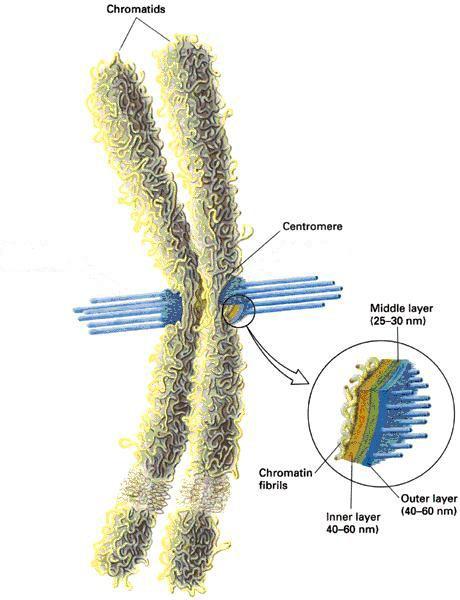 Profase: Inizia quando i lunghi filamenti di cromatina cominciano a condensarsi mediante processi di spiralizzazione nel quale i cromosomi diventano contemporaneamente più corti e più