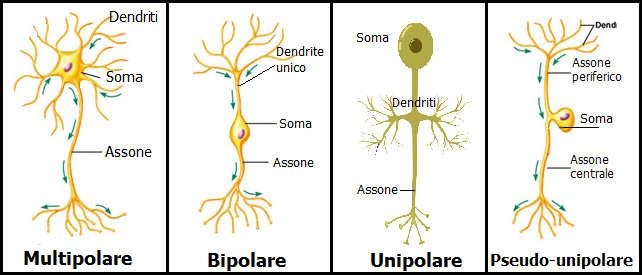 Classificazione morfologica dei neuroni A seconda del numero dei prolungamenti si dividono in: Multipolari: con molteplici dendriti e un solo assone Bipolari: con due prolungamenti situati ai poli