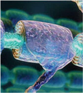 Le cellule gliali presenti nel SNP Cellule di Schwann producono e conservano la guaina