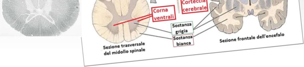 (neuroni sensitivi) e ventrali (motoneuroni) Nell encefalo la sostanza grigia o