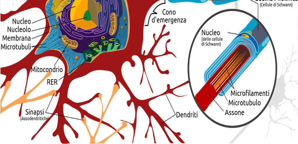 RER, lisosomi, apparato di Golgi, mitocondri) in cui vengono