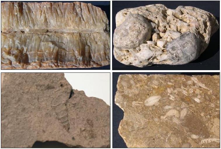 Le rocce calcaree sono costituite da carbonato di