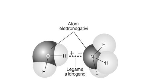 Martin Da Figura 2-9 Solomon, Berg, Martin Legami idrogeno Da Figura 2-11 Solomon, Berg, Martin L idrogeno può combinarsi con atomi