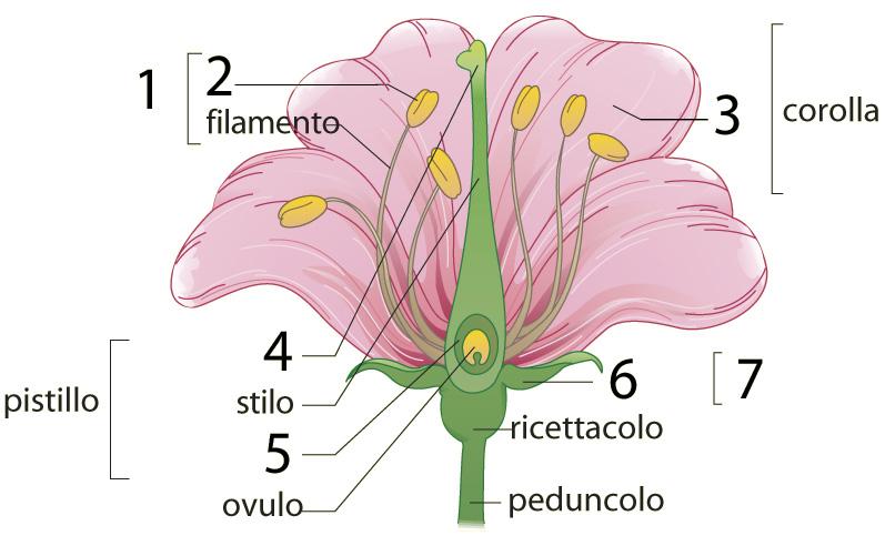 entrambi i, ma i fiori sono.