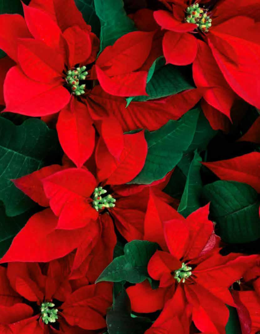 STELLE DI NATALE La Poinsettia o Stella di Natale è una pianta ornamentale di origine messicana diventata un popolare simbolo natalizio ed utilizzata come idea regalo o elemento decorativo.